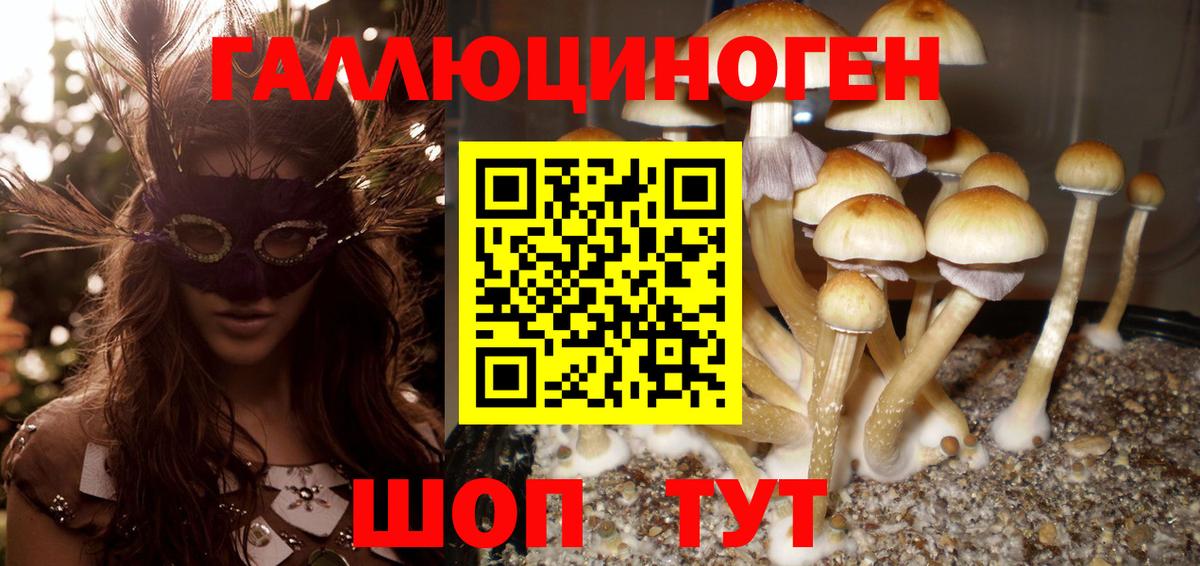 Псилоцибиновые грибы Psilocybine cubensis  магазин    Тверь  Вход с VPN 
